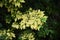 Yellow leaves of Japanese Zelkova