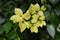 Yellow leaves of Japanese Zelkova