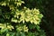 Yellow leaves of Japanese Zelkova