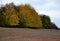 The yellow leaves of the linden tree are bitten from the ground to the height of stems and deer, which trees and shrubs in the agr