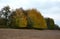 The yellow leaves of the linden tree are bitten from the ground to the height of stems and deer, which trees and shrubs in the agr