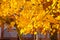 Yellow leaves of a linden. Yellowing leaves on the branches of a tree. Autumn background from leaves of a linden. Yellow autumn