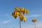 Yellow leaves look beautiful against a blue sky