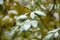 Yellow leaves in the snow after the first snowfall in autumn