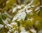 Yellow leaves in the snow after the first snowfall in autumn