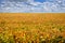 yellow leaves and soy beans and beautiful sky