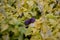 Yellow leaves strange purple and blue flower russian garden