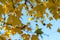 Yellow leaves sycamore and sky