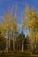 Yellow Leaves of a Tall Aspen Tree.