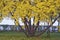 Yellow leaves on a tree