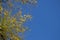 YELLOW LEAVES ON TREE IN AUTUMN AGAINST AZURE BLUE SKY