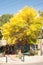 Yellow leaves on tree on Canyon Road, Santa Fe, New Mexico.