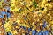 Yellow leaves on a tree`s tree with crystal-blue sky in the background