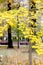 Yellow leaves on the trees. City park. Autumn