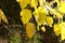 Yellow leaves on trees in a city park in December in Israel