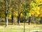 Yellow leaves on trees in a park, autumn trees maple trees in park