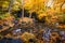 Yellow leaves waterfall lake garden in autumn