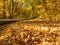 Yellow leaves on the wayside of asphalt road in autumn. Forest in October. Fall foliage in the wood. Arch of trees above