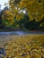 Yellow leaves on wet asphalt at autumn rainy day