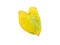 Yellow leaves on a white background.The leaves of the King of Heart are diseased.