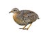 Yellow-legged Buttonquail Turnix tanki fat camouflage brown bird isolated on white background, exotic rare animal in