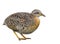 Yellow-legged Buttonquail Turnix tanki fat camouflage brown bird isolated on white background, exotic rare animal