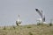 Yellow-legged gull