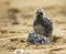 Yellow legged gull chick on the beach