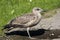 Yellow legged-gull / Larus cachinnans