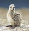 Yellow-legged Gull (Larus michahellis)