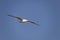 Yellow-legged Gull Larus Michahellis