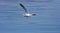 Yellow-legged Gull (Larus michahellis)