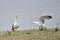 Yellow-legged gull mating time