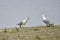 Yellow-legged gull mating time