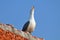 Yellow-legged gull standing on a roof