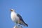 Yellow-legged gull standing on a roof