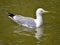 Yellow-legged Gull swimming