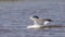 Yellow-legged Gull on Water