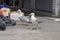 Yellow-legged gulls looking for food in the port