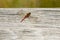 Yellow-legged Meadowhawk Dragonfly on Wood