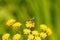 Yellow-legged morning bee on top of the golden Alexander flower. The cute little insect is helping to pollinate this flower.