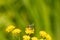 Yellow-legged morning bee on top of the golden Alexander flower. The cute little insect is helping to pollinate this flower.