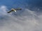 Yellow-legged seagull flying around the Bay of Cadiz