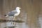 Yellow legged seagull laurus michahellis in Estany dÂ´Ivars