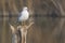 Yellow legged seagull laurus michahellis in Estany dÂ´Ivars