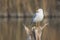 Yellow legged seagull laurus michahellis in Estany dÂ´Ivars