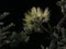 Yellow Lehua Plant Blossoming at Night during Fall in Lihue in Kauai Island, Hawaii.