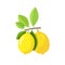 yellow lemon on the branch