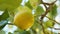 Yellow lemon fruit of Taormina countryside cultivation in Sicily Island