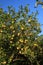Yellow lemon fruits on lemon tree, Citrus limon